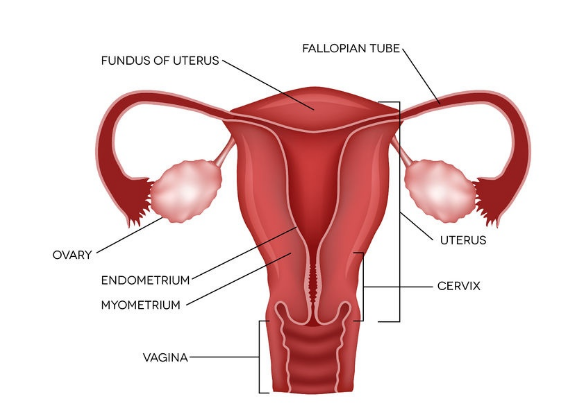 Oestrogen the female hormone – Women Sphere Magazine